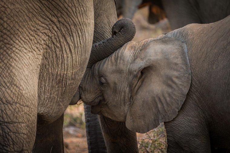 039 Timbavati Private Game Reserve, olifant.jpg